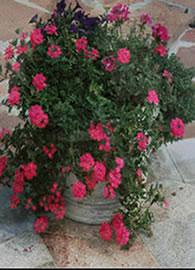 Monmouth County Potted Plants
