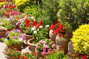 Container Gardening in Atlanta