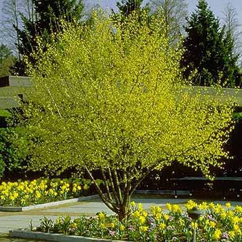 Dogwood Borders for the Long Views