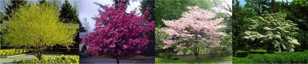 Dogwood Borders for the Long Views