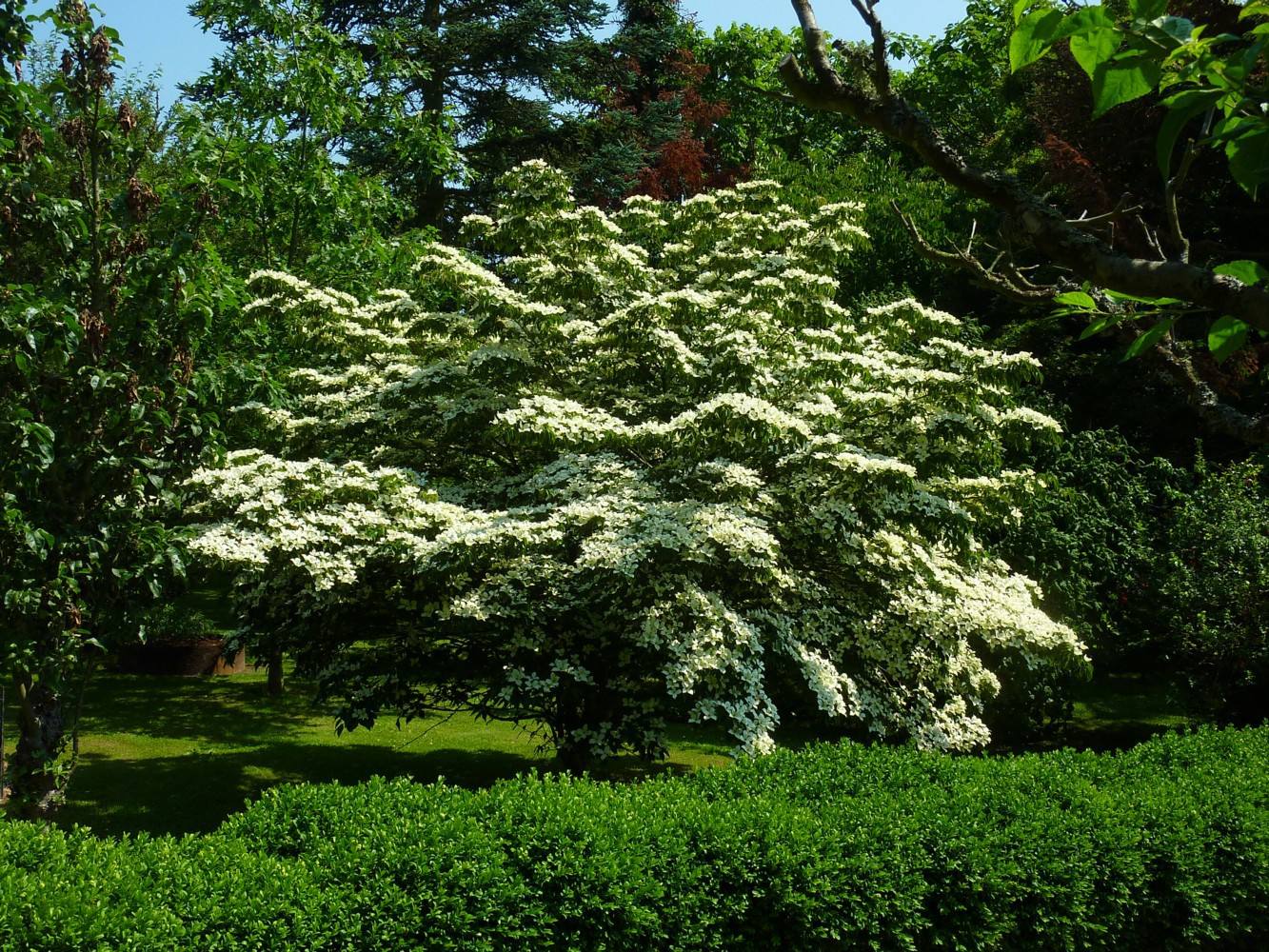 Dogwood Borders for the Long Views