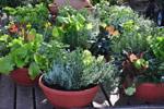 Sugar Hill Landscaping Plans