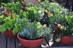 Sugar Hill Landscaping Plans