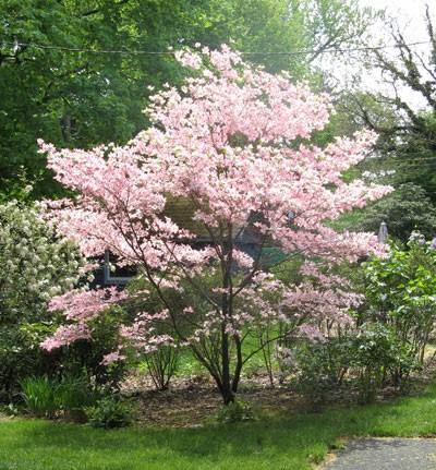 Dogwood Borders for the Long Views