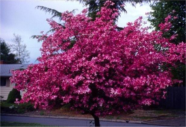 Dogwood Borders for the Long Views