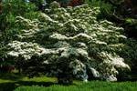 Pink Dogwood Tree